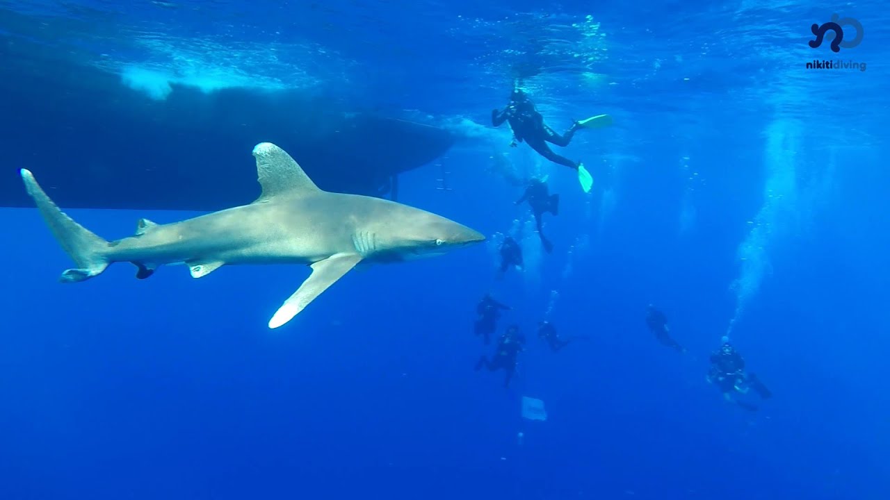 Saint John Liveaboard Red Sea Egypt - 25-30/10/2020