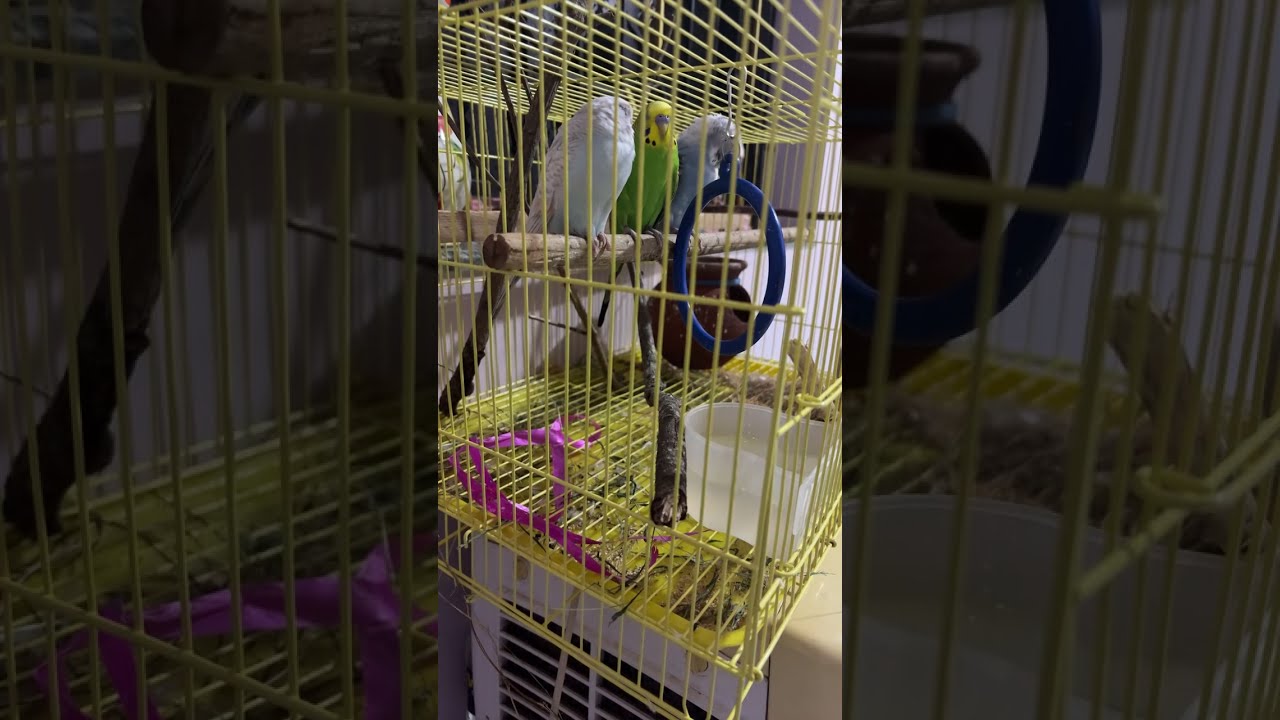 Varsha‘s world is live