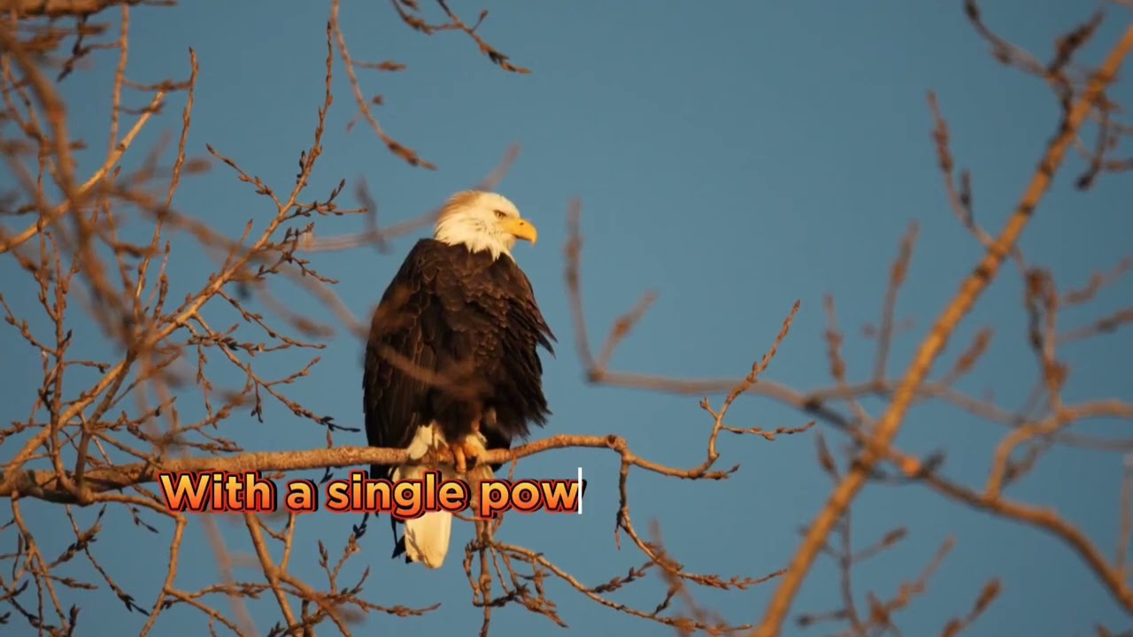 Young Eagle teach how to fly.