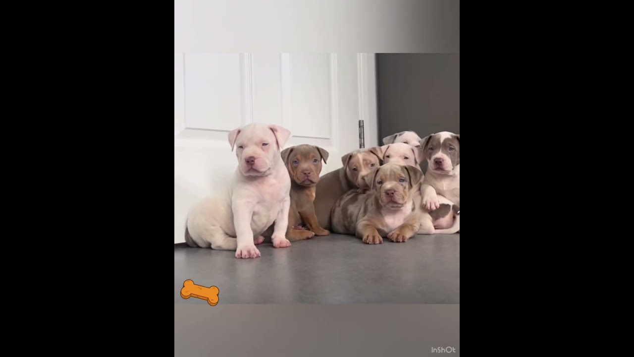Cute Pitbull Puppies || So Adorable 