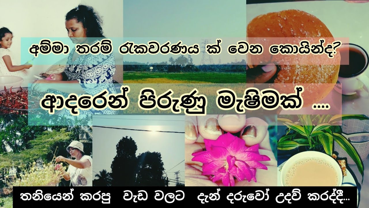 🌸✂️☘️මල් ගොඩාක් එන්න දවල් කුමාරි ඩුබායි රෝස හරියටම කප්පාදු කරමු✂️✂#pawer #of #mother #💪