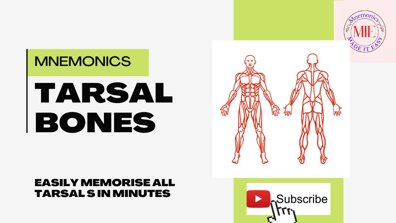 MNEMONICS🔥||  TARSAL BONES || easy trick to remember all TARSAL BONES in minutes ||