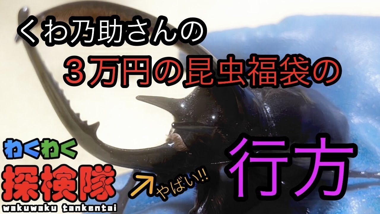 くわ乃助さんから買った3万円の昆虫福袋にまさかの！？#オオクワガタ#ネプチューン#ヘラクレス#カブトクワガタ#100万円企画 #ウエストウッディ #クワガタ飼育 #侍ジャパン#大谷翔平#おーちゃん