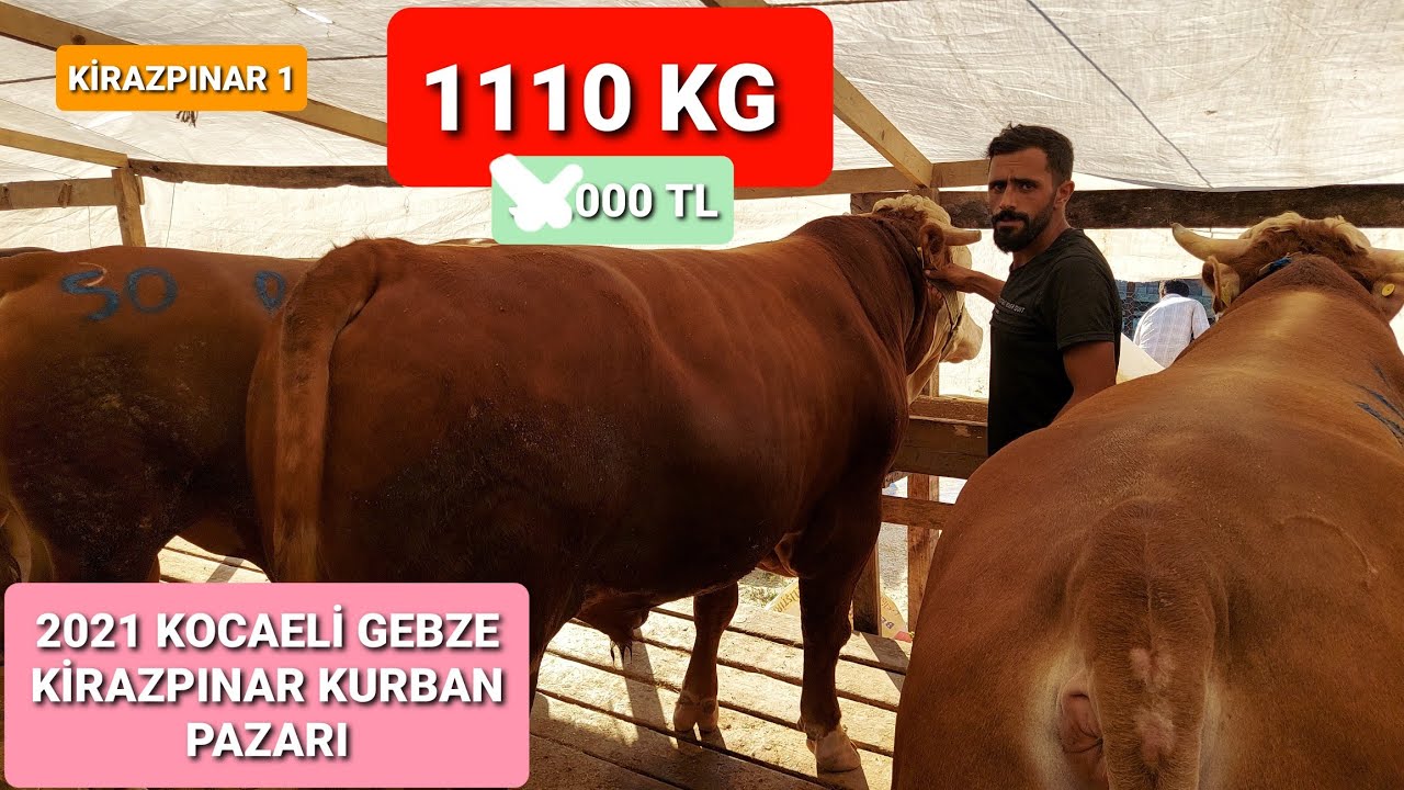 2021 KOCAELİ GEBZE KİRAZPINAR KURBAN PAZARI 1. BÖLÜM / 2021 KURBAN FİYATLARI / ŞAMPİYON BOĞA /GEBZE