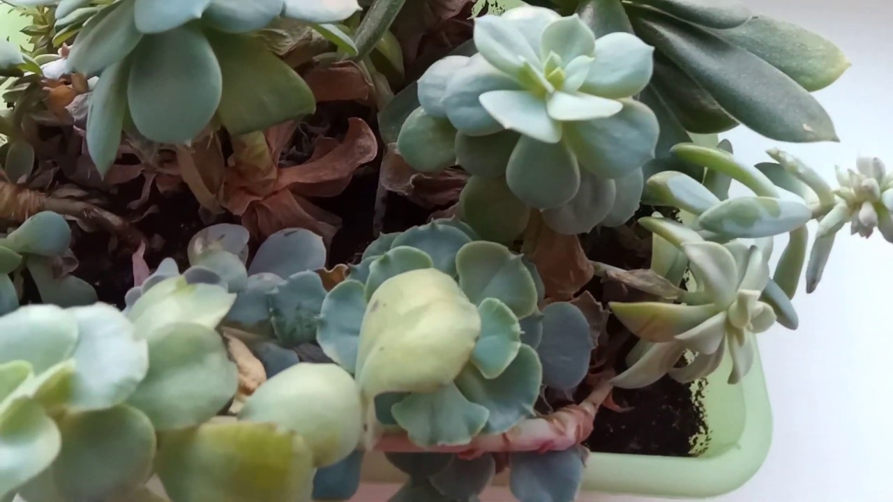 Эхеверия. Цветение / Echeveria plant in flower