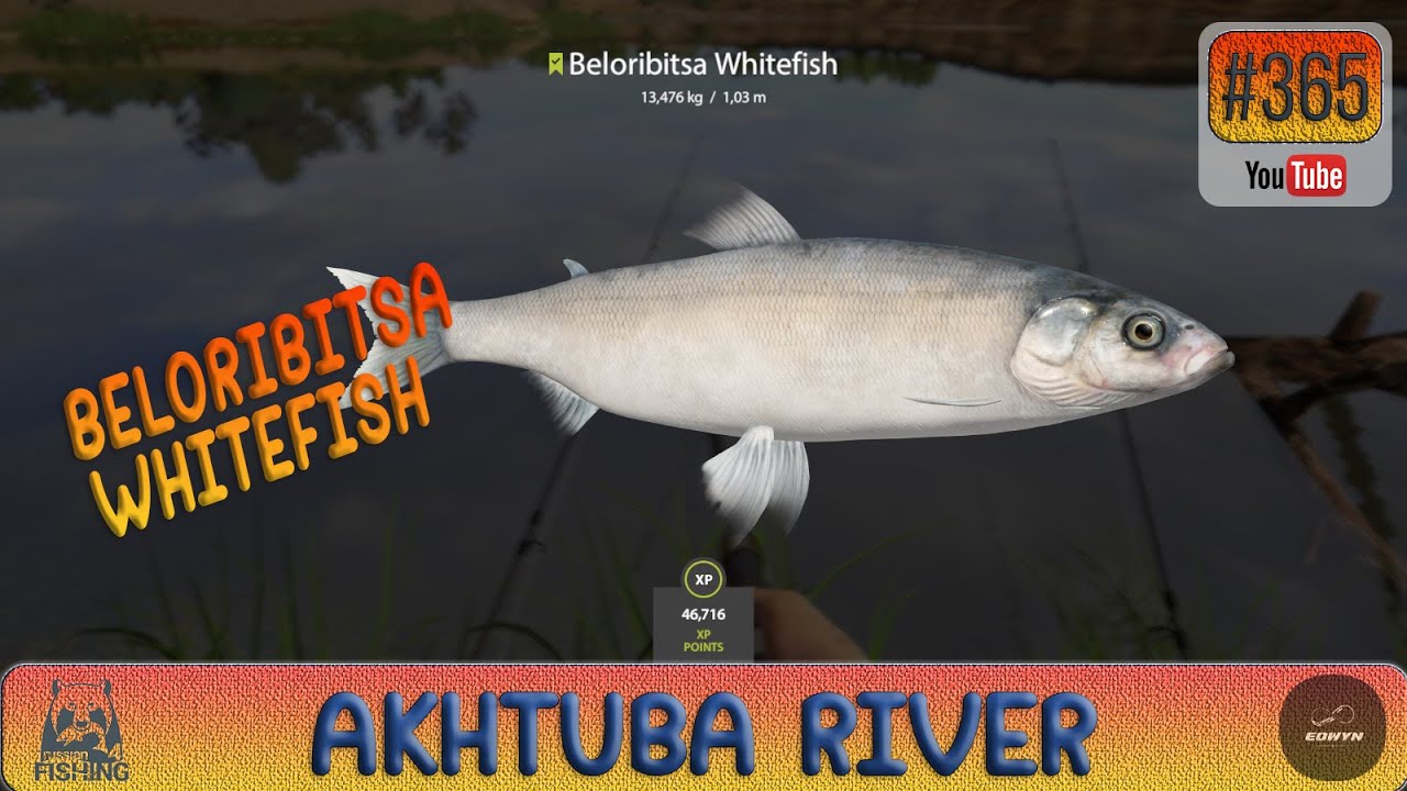 Russian Fishing 4 - Akhtuba River - Beloribitsa Whitefish - #365