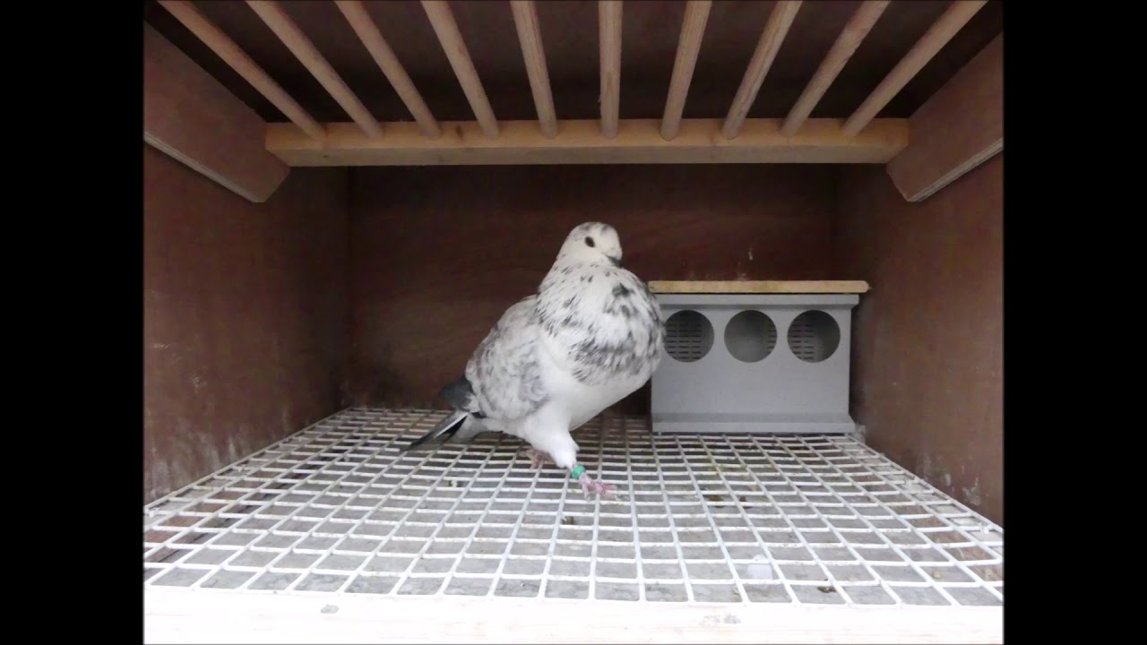 Buchon Balear / Dutch Balear 56