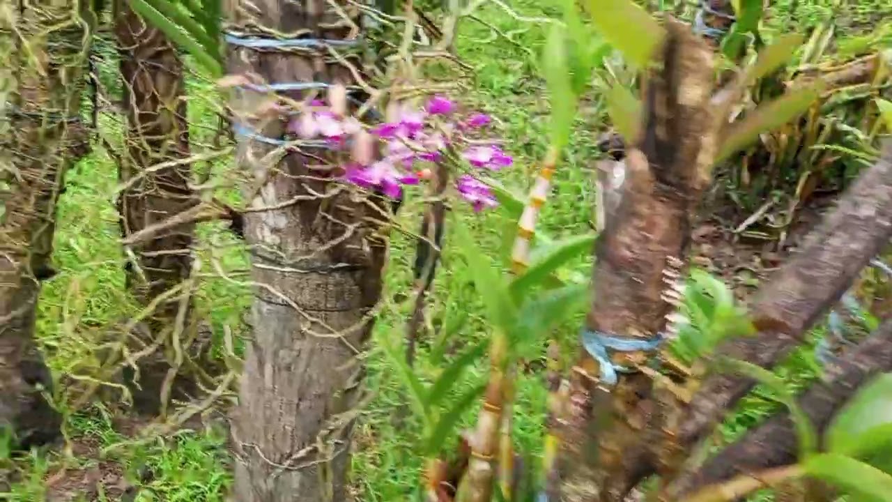 SUNDAY MORNING EVERYONE FLEX KOLNG PO SA INYO MGA ORCHIDS KO.