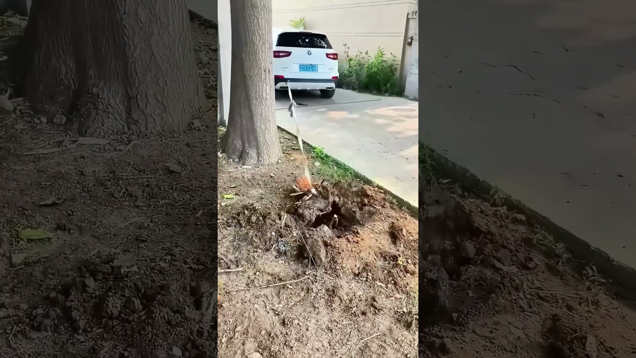 Car traction pulls out stumps