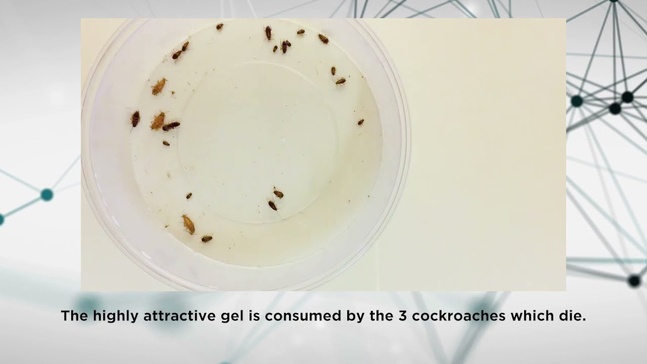 Advion Cockroach Gel Bait - What is Secondary Kill?