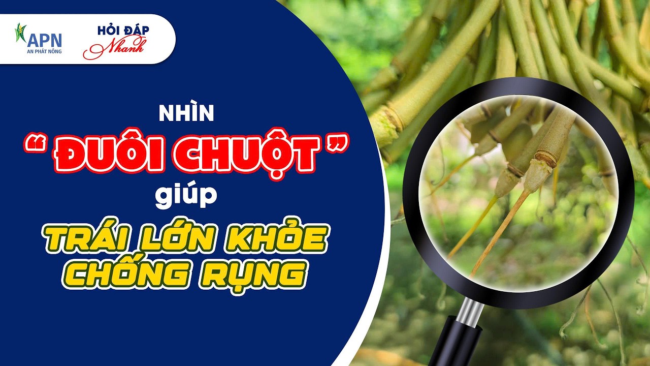 APN - NHÌN ĐUÔI CHUỘT GIÚP TRÁI LỚN KHỎE - CHỐNG RỤNG #anphatnong #saurieng