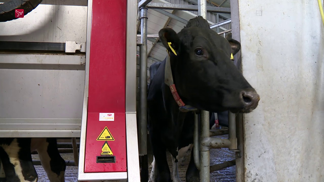 Melkrobots populair in de provincie