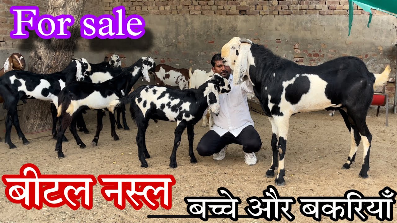 Top breeds goats for sale At Kismat beetal goat farm in Punjab