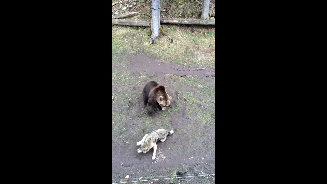 Bear attack Wolf | HD