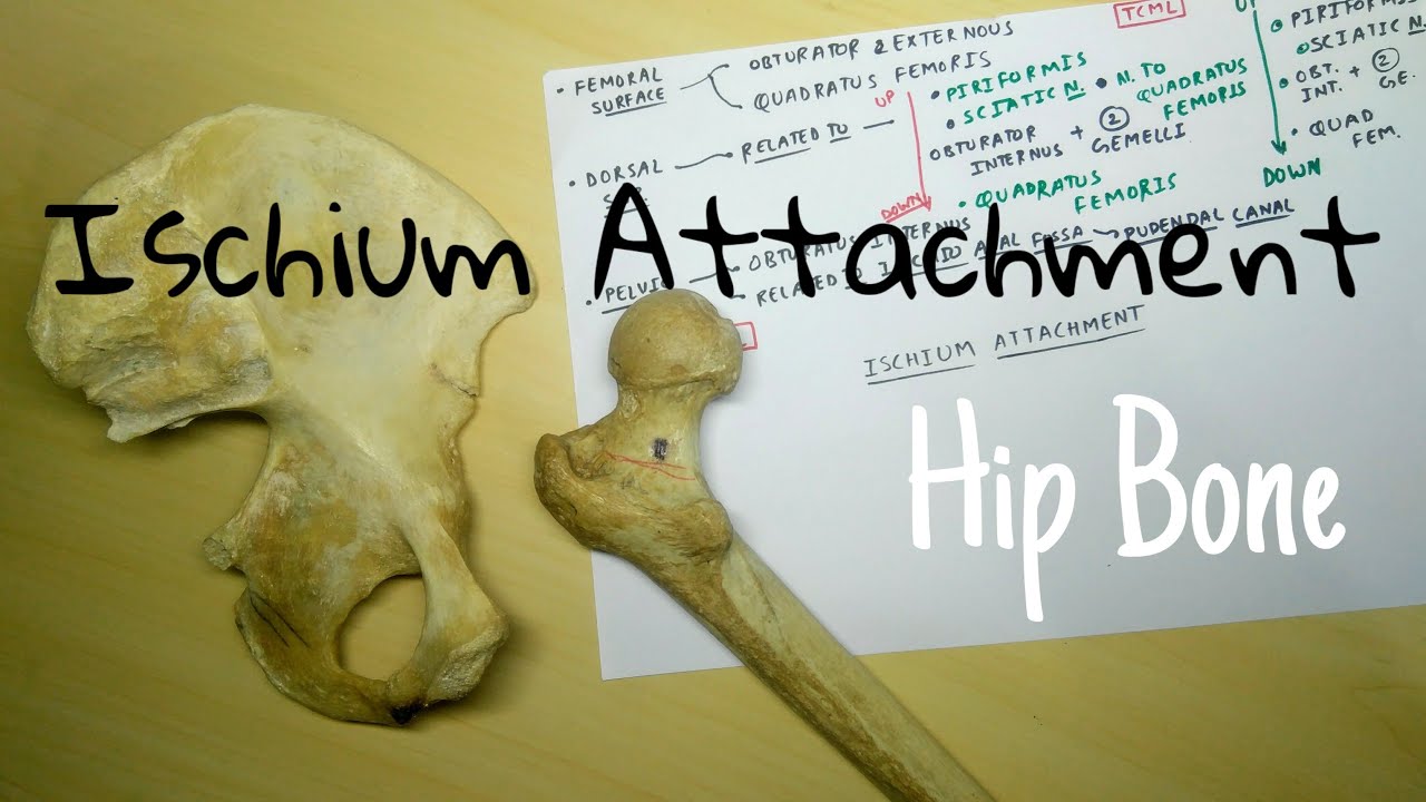 Hip Bone - 2a, Ischium Attachment | TCML | ENMEDER