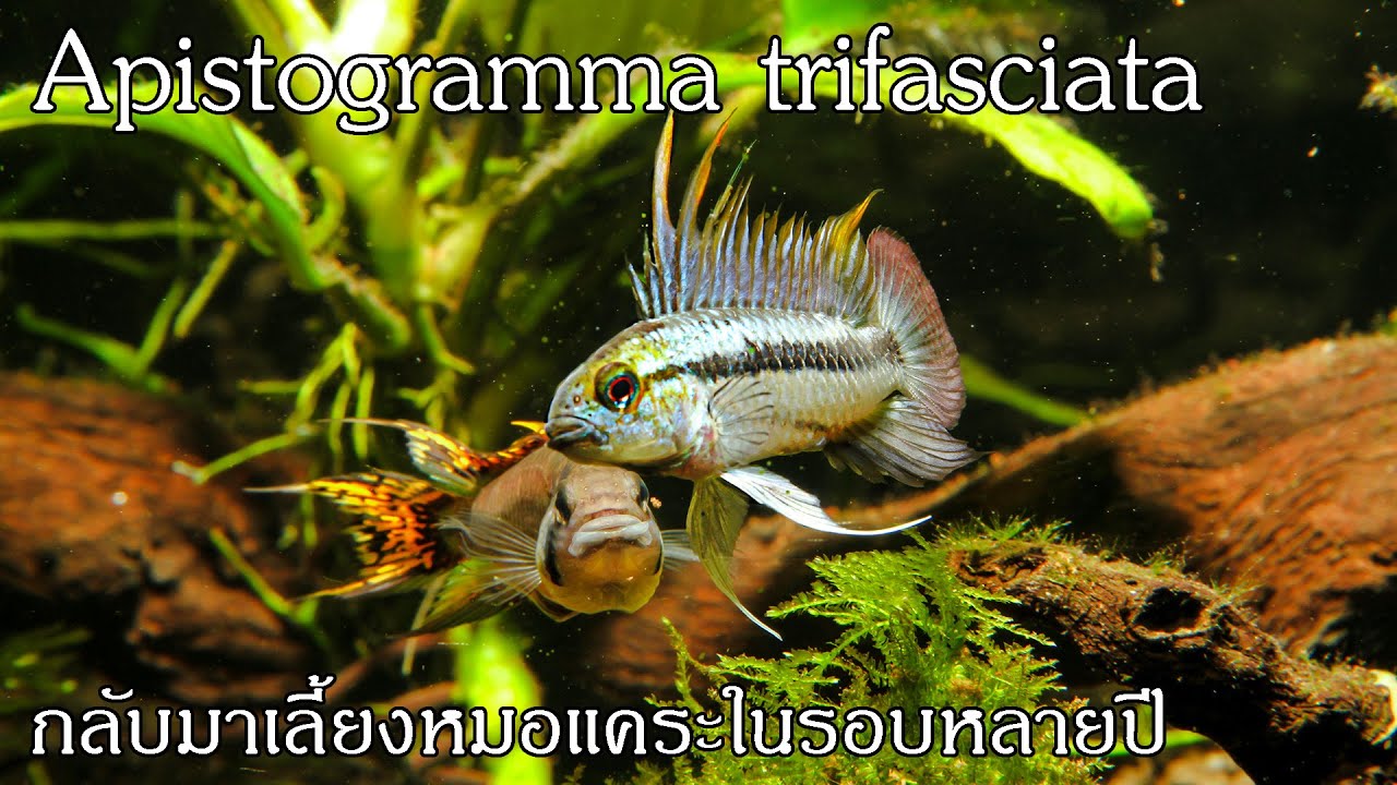 กลับมาเลี้ยงปลาหมอแคระในรอบหลายปีกับ Apistogramma trifasciata