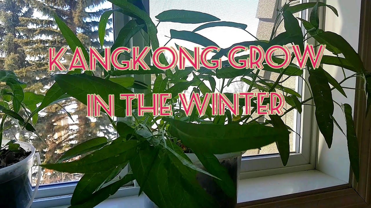 Grow Indoor Kangkong planting|Alberta Canada