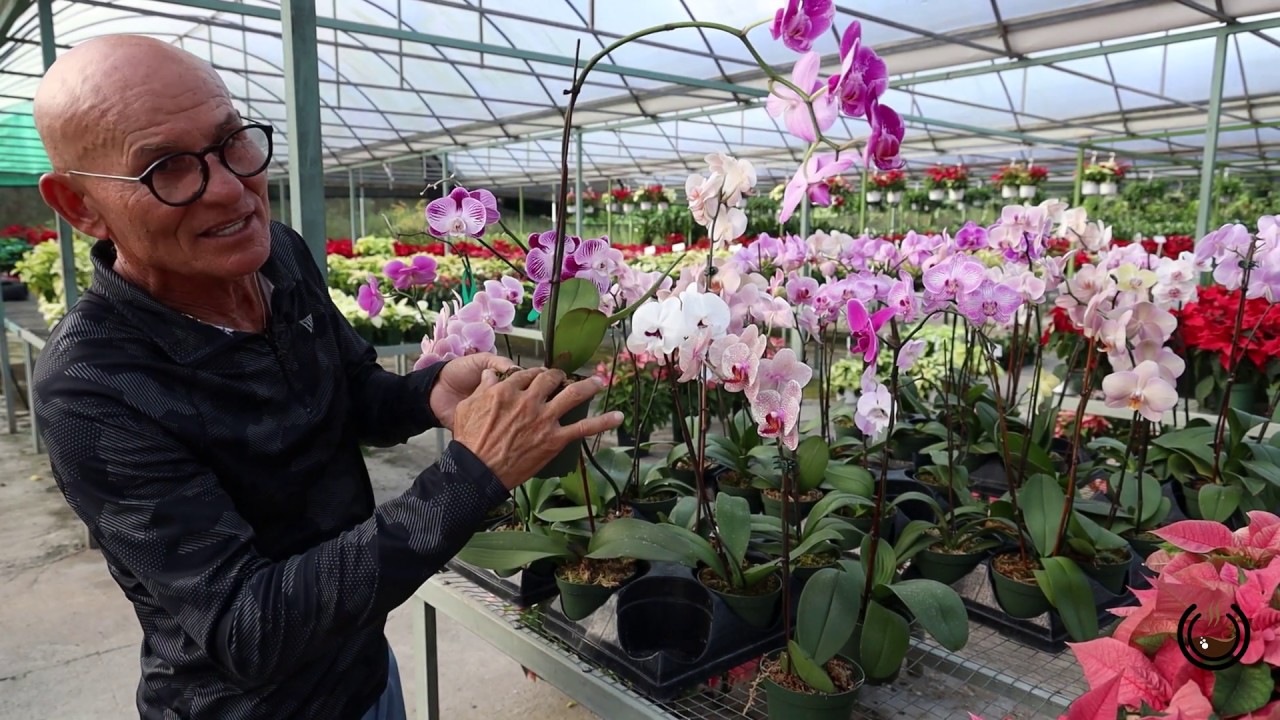 Como cuidar orquideas en casa con Douglas Candelario