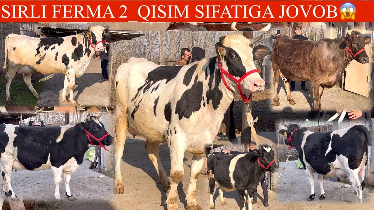 UTA NOYOP OLIY SOʻRT😳🥛🌨️SGIRLAR SRLI FERMADA YANGI PARTIYA NARXLARI✊💥SHOSHILING🏃