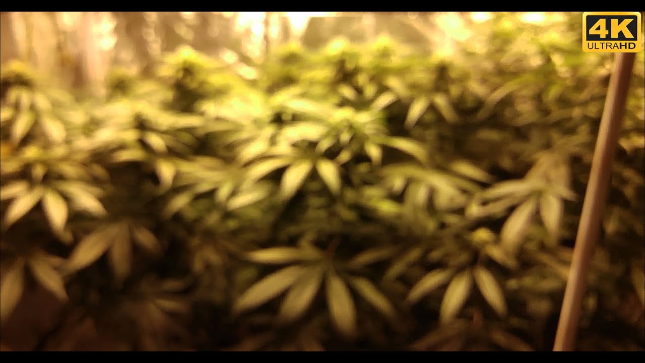 Chem4 OG Week 4 Flowering (Day 28) Hydro/SCROG