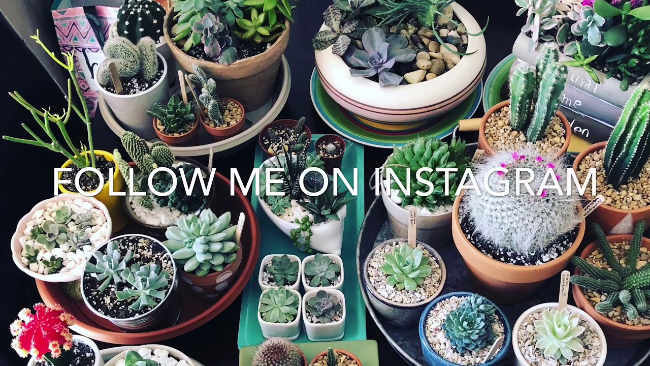Succulent projects!