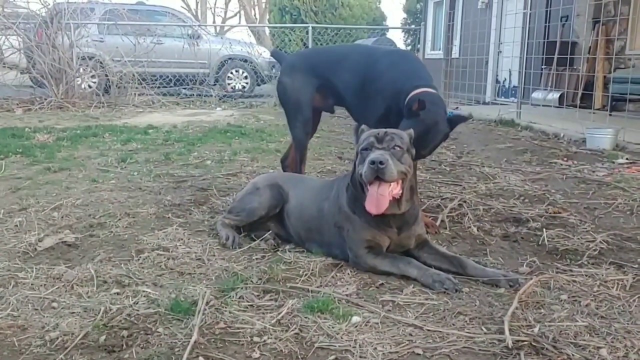 Cane Corso & European Doberman Pinscher Reunion