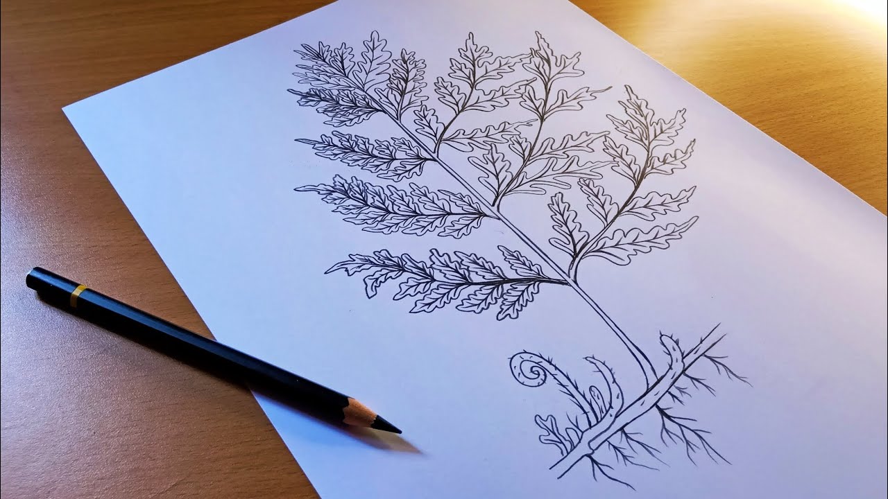 how to draw a Fern | fern drawing | pteridium diagram | bracken fern diagram | eagle fern drawing