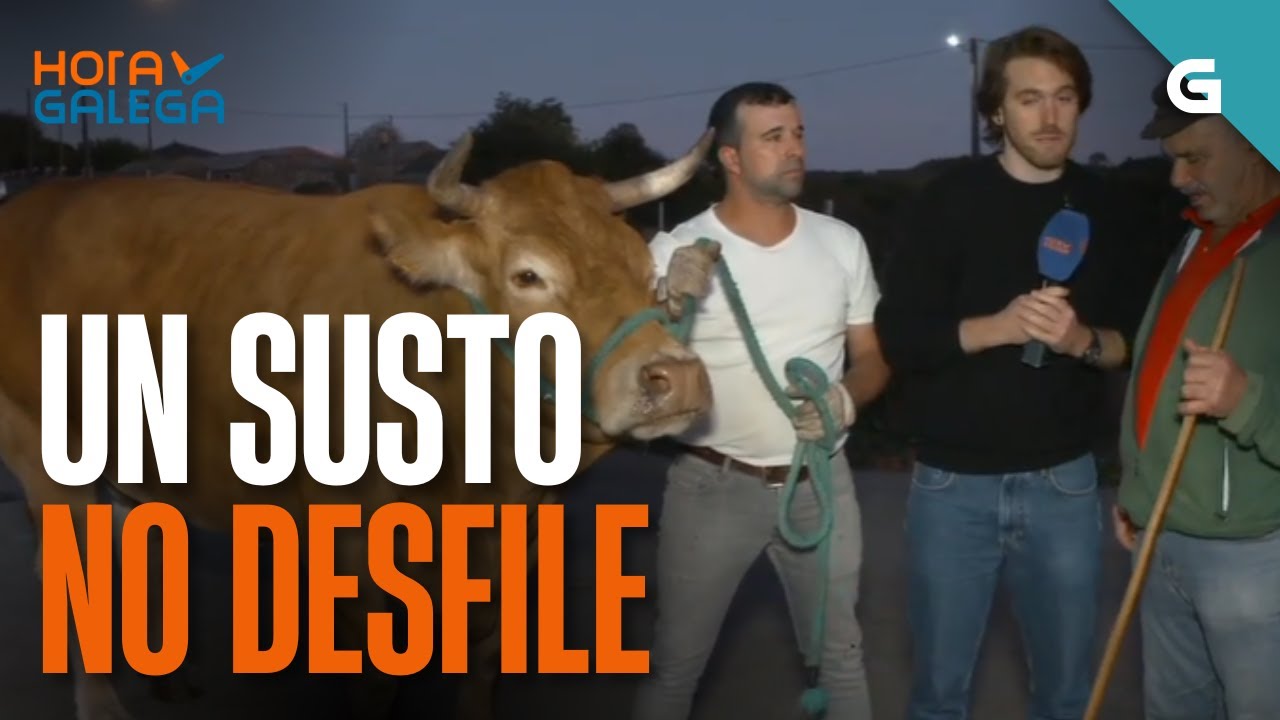 VACA ASUSTADA EN SAN FROILÁN 😱 o GANADEIRO conta o sucedido