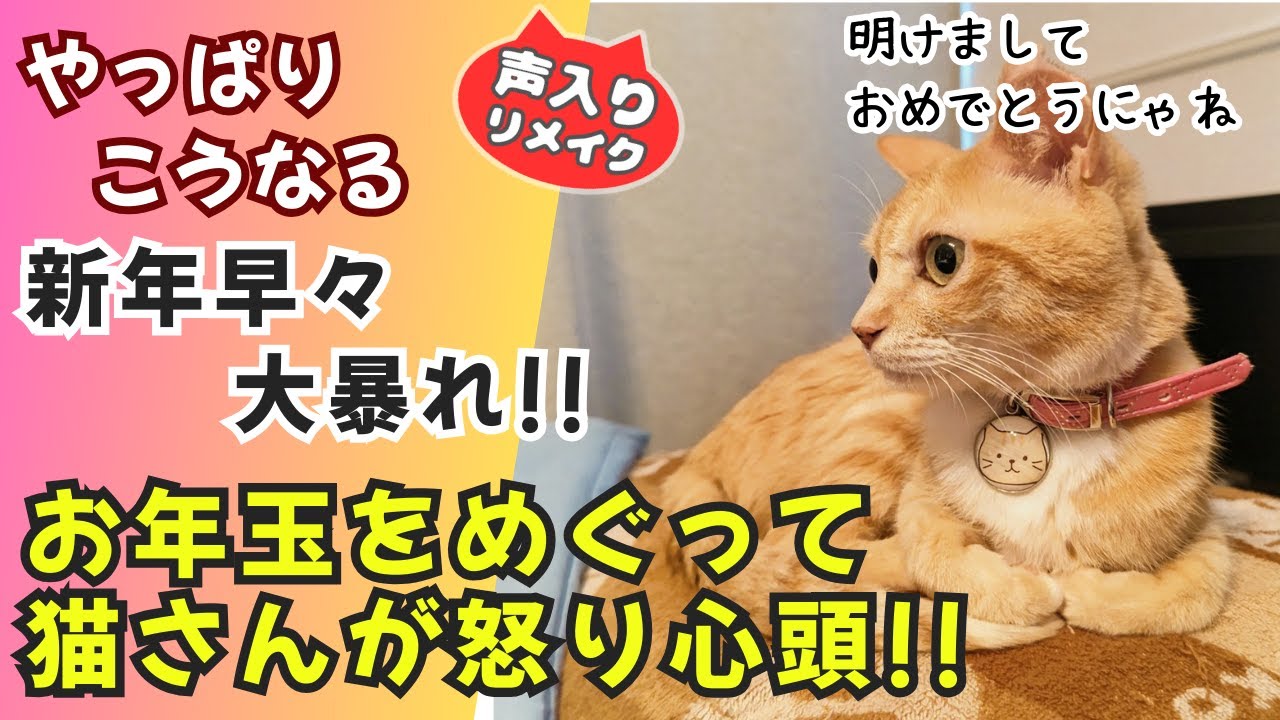 【にゃんコメ】お正月と言えばお年玉！保護猫さんとのはちゃめちゃわちゃライフ！！ #猫 #保護猫  #可愛い猫動画