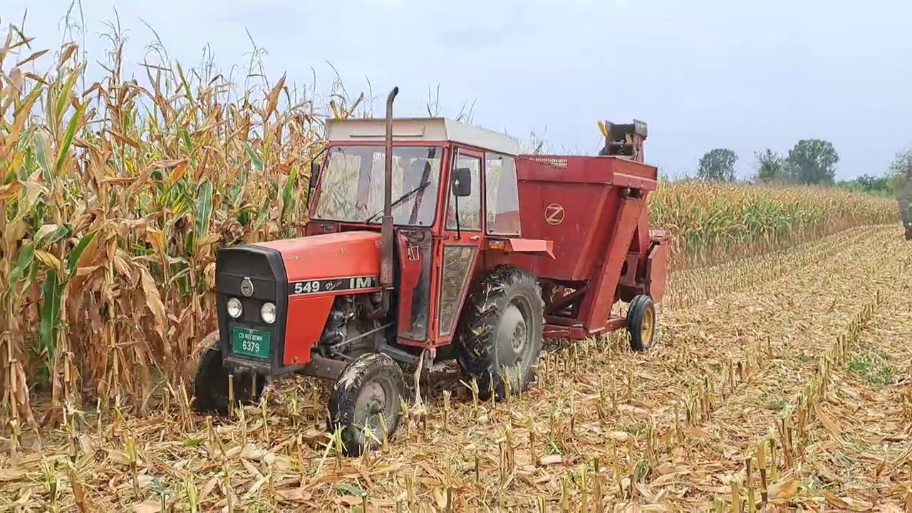 IMT 549 & ZMAJ 214S BERBA KUKURZA 2023 CORN HARVEST