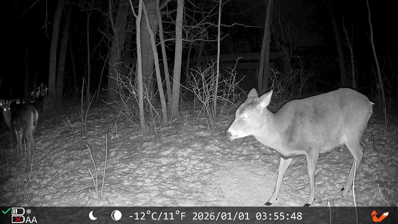 01/01/26 Morning 3Trail Cam