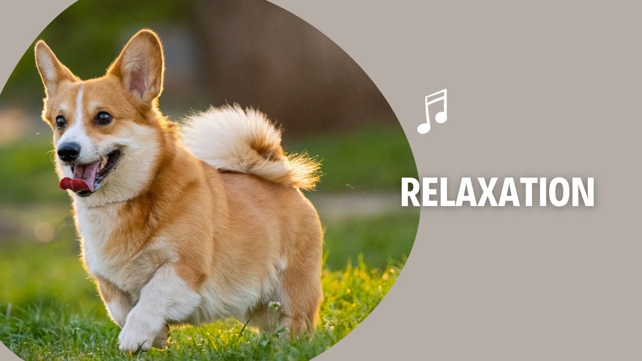 Musique de Relaxation Pour Dormir au Piano   Musique Douce , Musique Bien-être et Repos