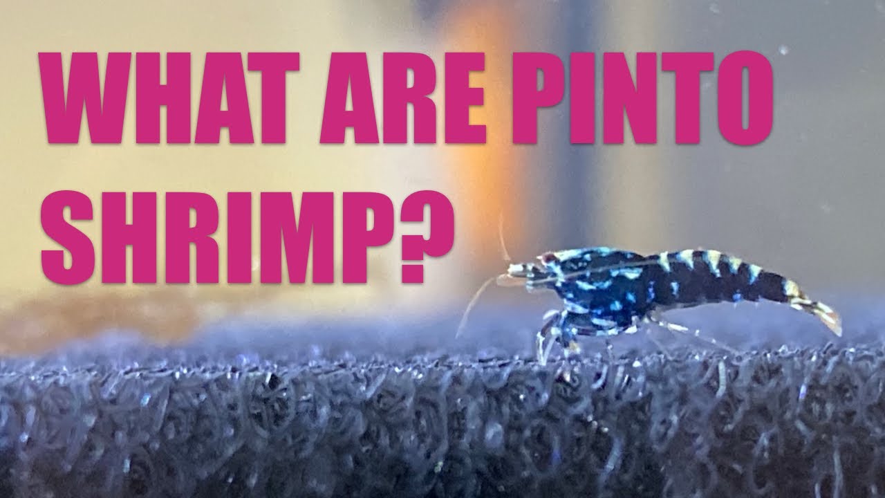 What are Pinto Shrimp? (CARIDINA -- Tibee X Taiwan Bee)