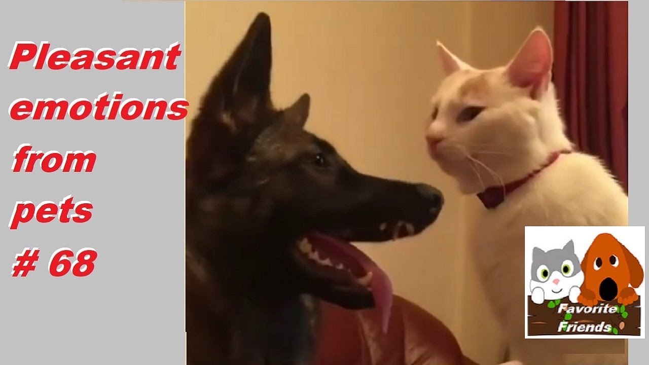 Favorite Friends #68 / Pleasant emotions from pets
