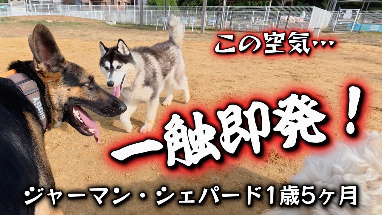 ただならぬこの空気大丈夫か……　ジャーマン・シェパードのレイ