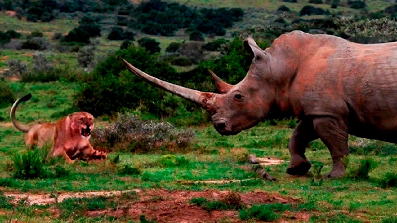 El poder del Rinoceronte , Rinoceronte vs león, búfalo, elefante