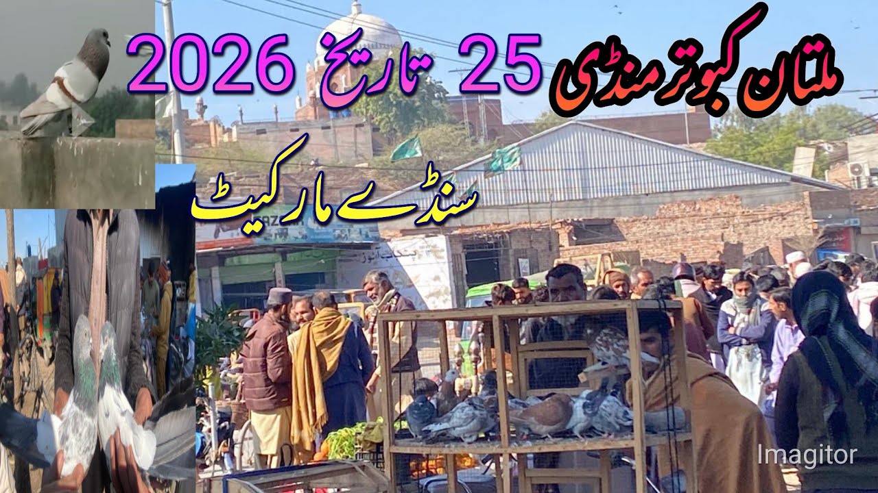 Multan Kabootar Mandi #pigeon #birds #kabootar Salman nazeerpigerns#kabutar #kabootarloft05 #pigeo￼￼