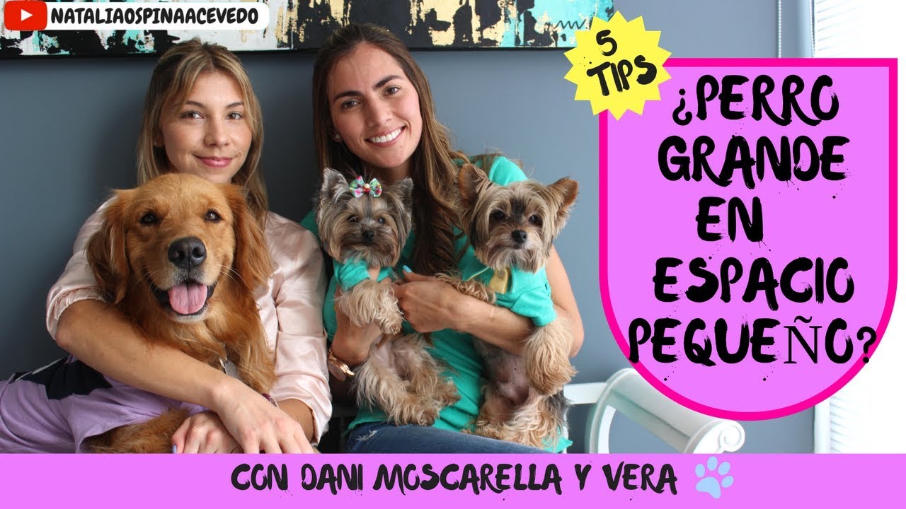 ¿Puedo tener un perro grande en un apartamento? - Ft  Daniella Moscarella y Vera!!