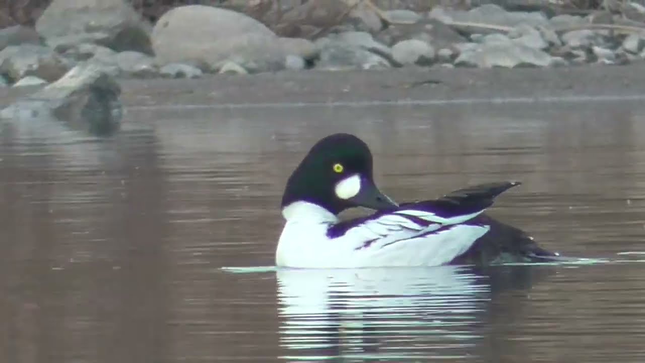 Y0150　Oita River　Common Goldeneye　1 Male