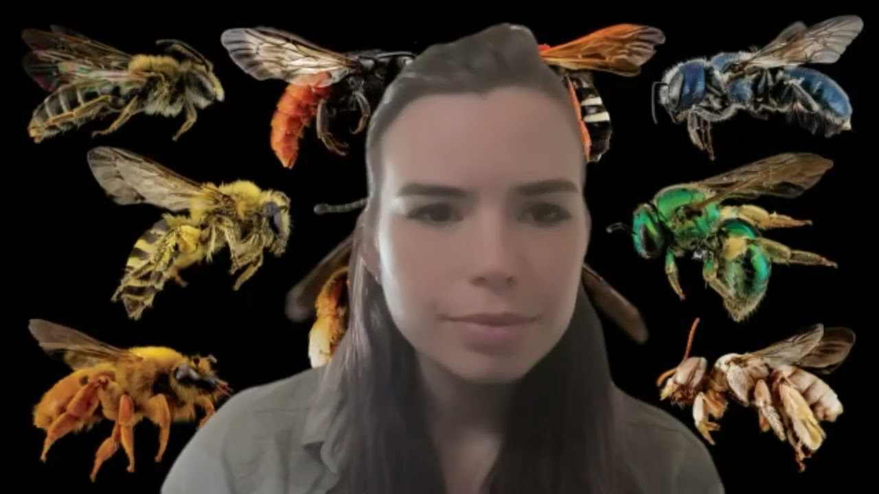 Bees!!! In conversation with Nina Sokolov