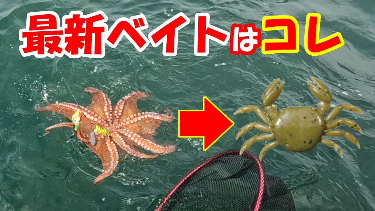 【超速報】『これでキロアップ連発』明石沖タコ釣り