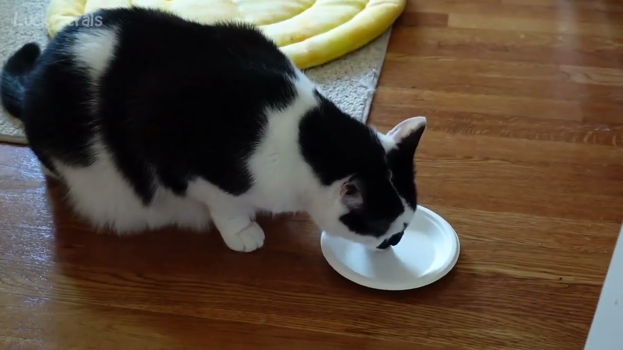 A Sneaky Way To Get A Capstar Tablet Into A Cat! Capstar Flea Medicine