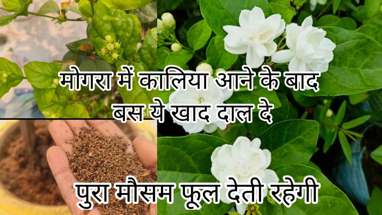Mogra me Kaliya aane ke baad bas ye khad daal de|Best Fertilizer and Care Tips for Mogra plant