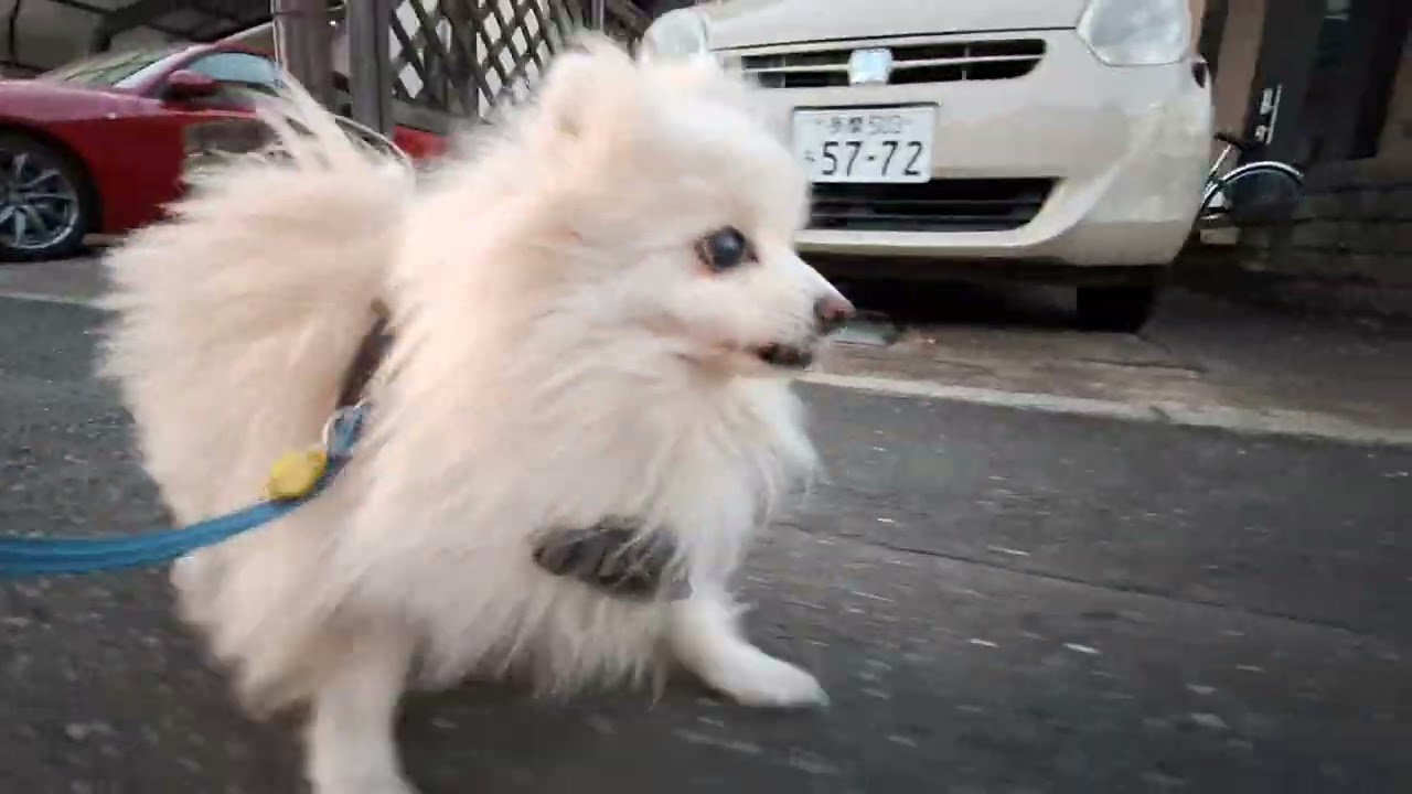 2026年1月31日土曜日　ポメラニアン？🐶　お散歩　テテ！