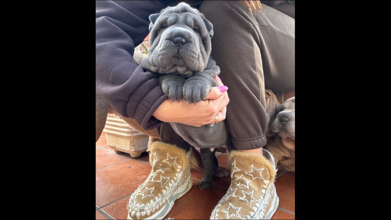 Giochiamo con i cuccioli 🐶