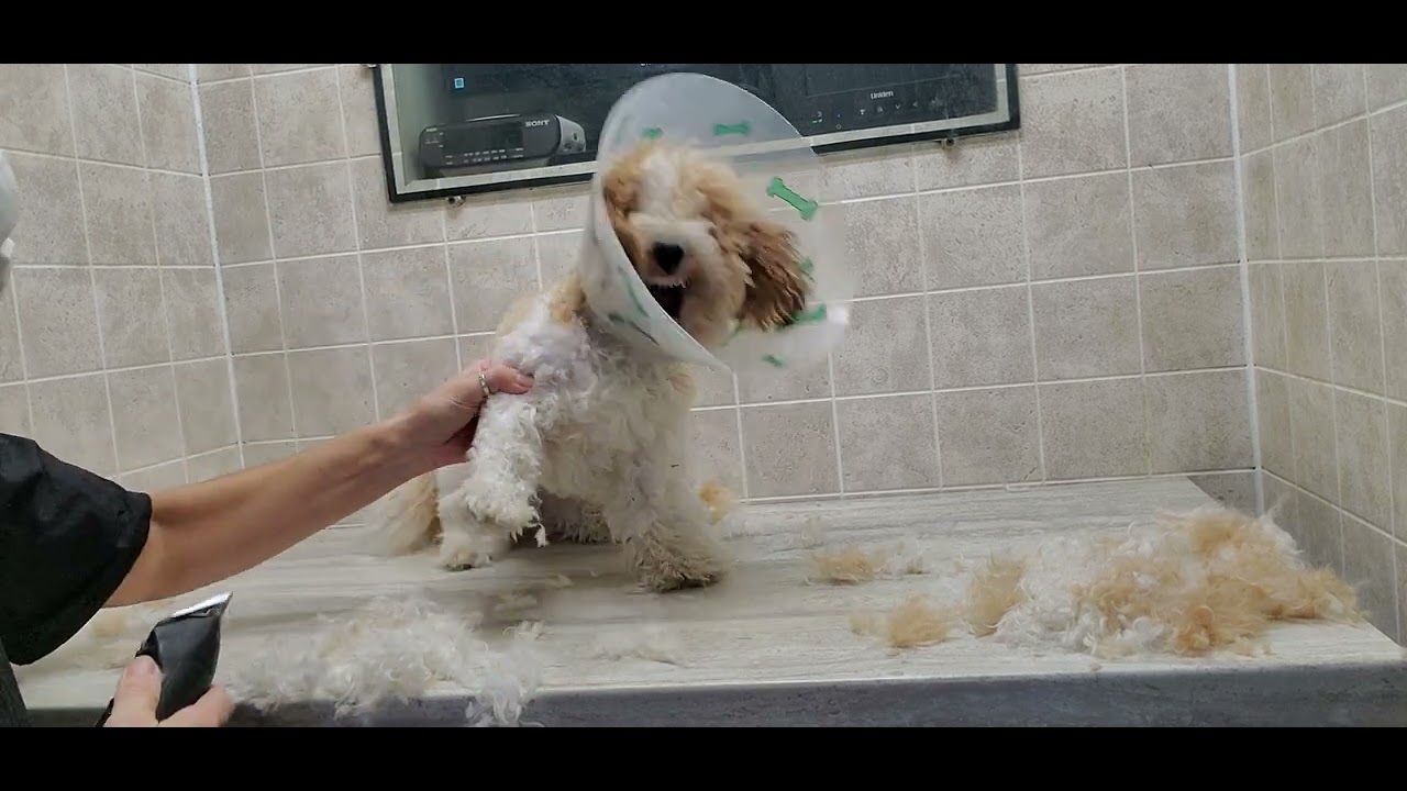 Difficult Doggie Groom, Bichon\Shih-Tzu dog breed, nippy, fidgety, cone required! No restraints