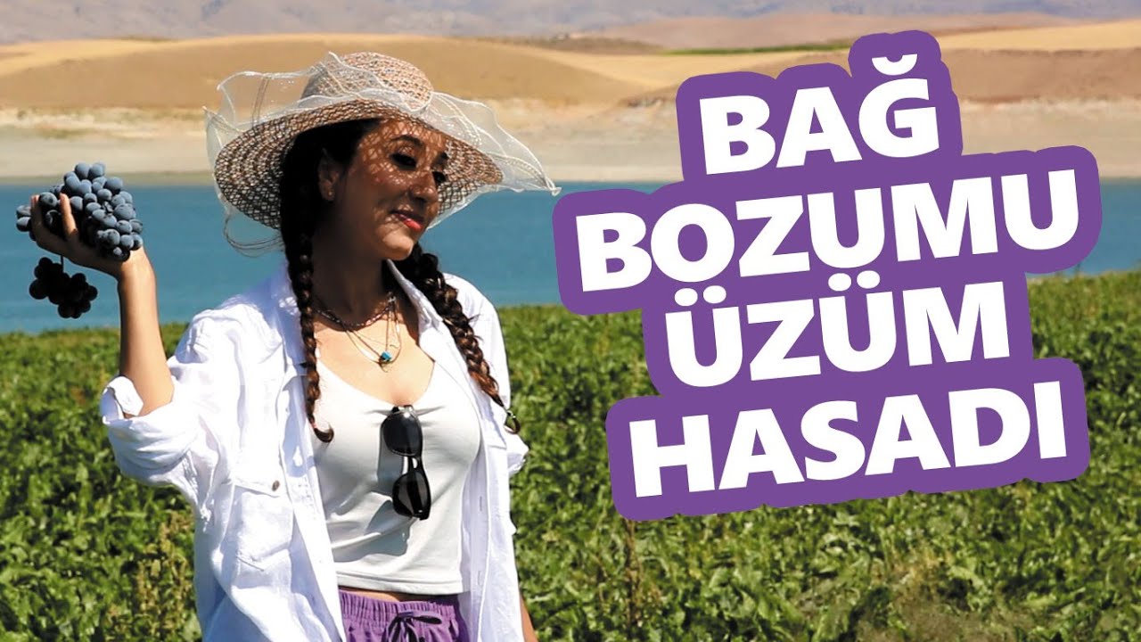 Bağ bozumu ve üzüm hasadı yapıldı