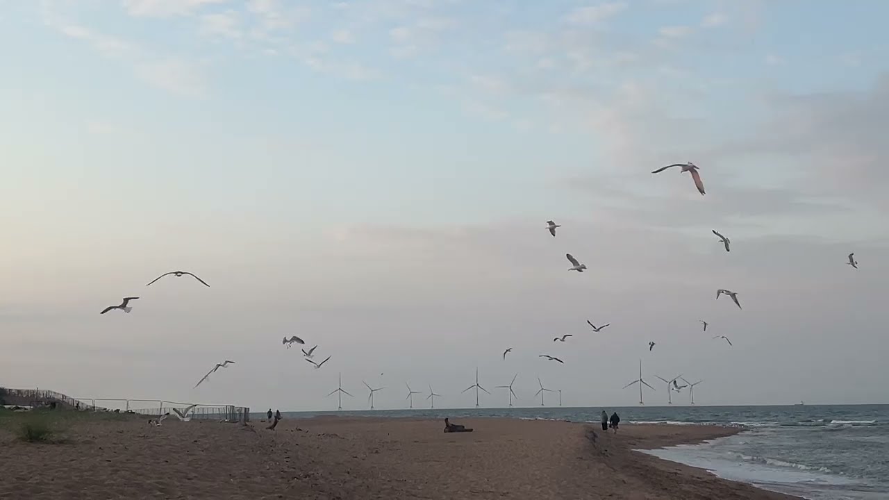A flock of seagulls 🌊 🌊 #seagulls #sea #nature #seaside #birds
