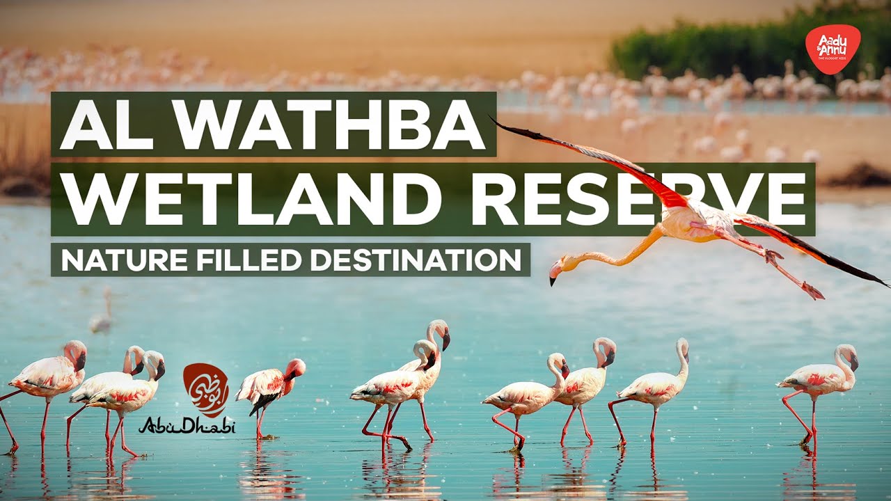 Al Wathba Wetland Reserve | Abu Dhabi's Nature-filled Destination  | Vlog #7