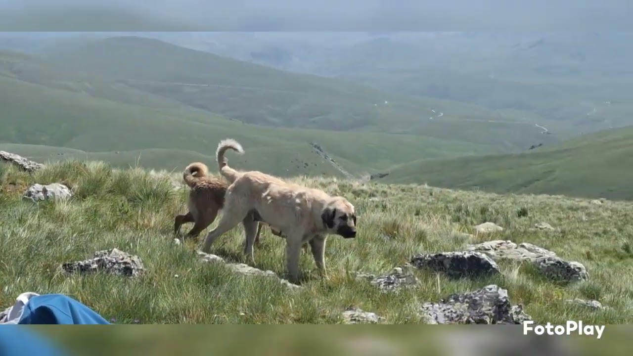 Sar Planina  Kosovo  Leto  2024 god